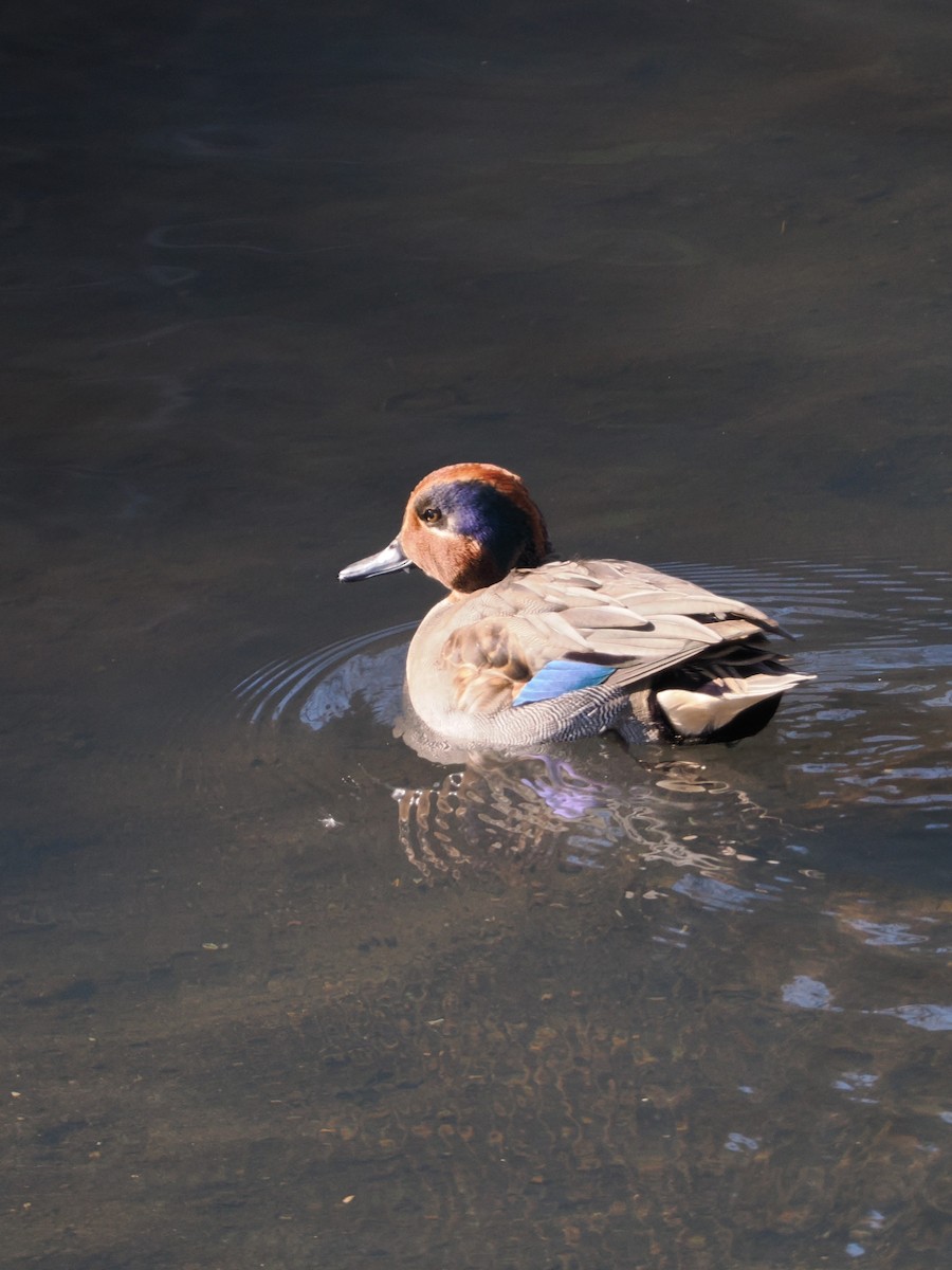 Чирянка мала - ML646838379