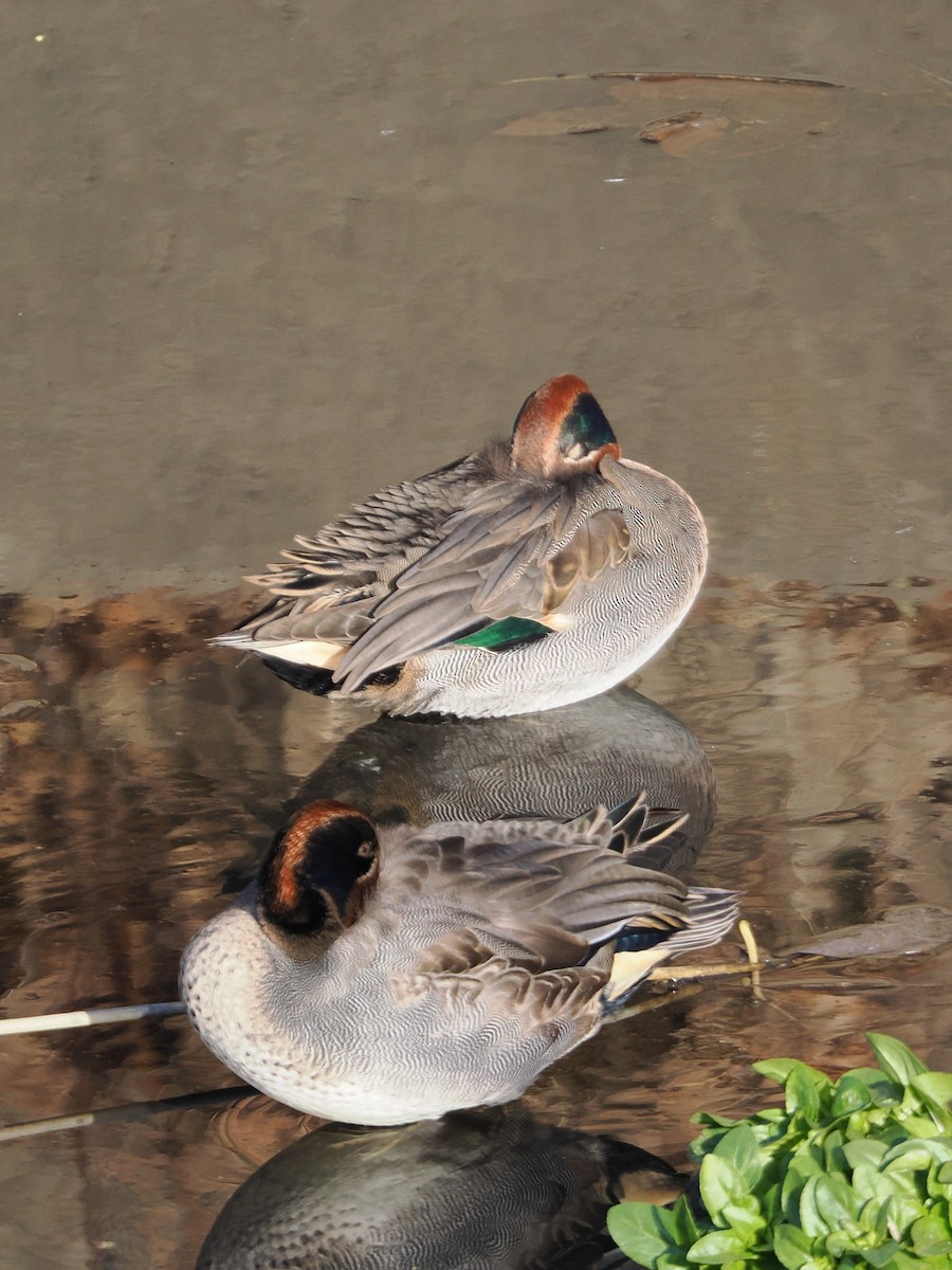 Чирянка мала - ML646838380