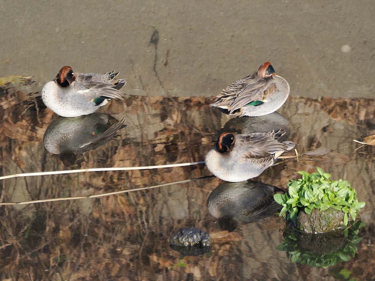 Чирянка мала - ML646838381