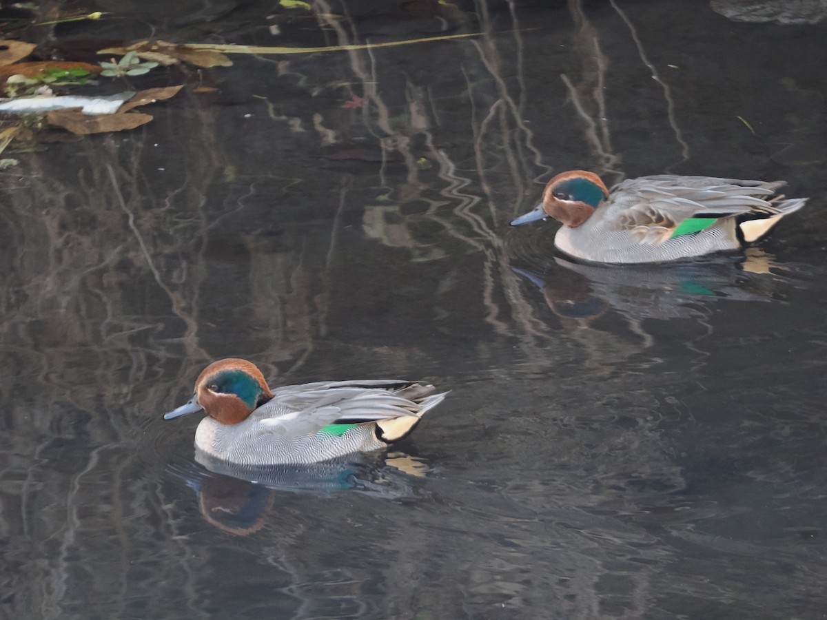 Чирянка мала - ML646838382