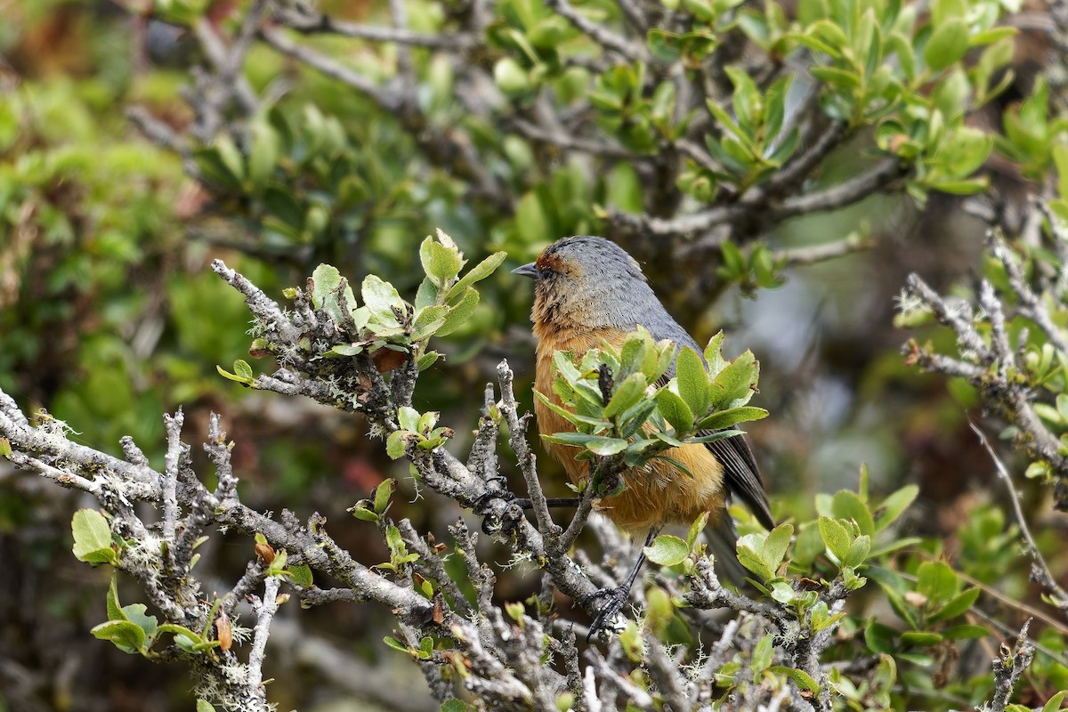 アカマユマルハシミツドリ - ML646838388