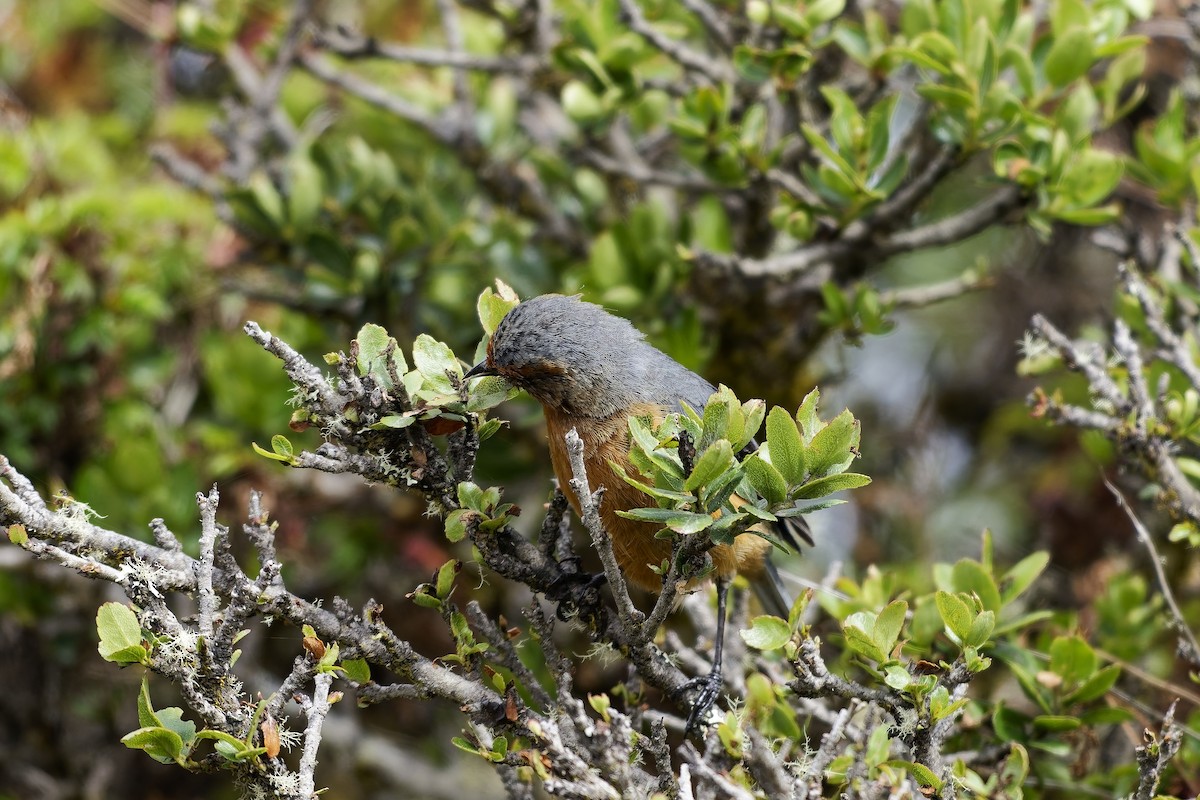 アカマユマルハシミツドリ - ML646838389