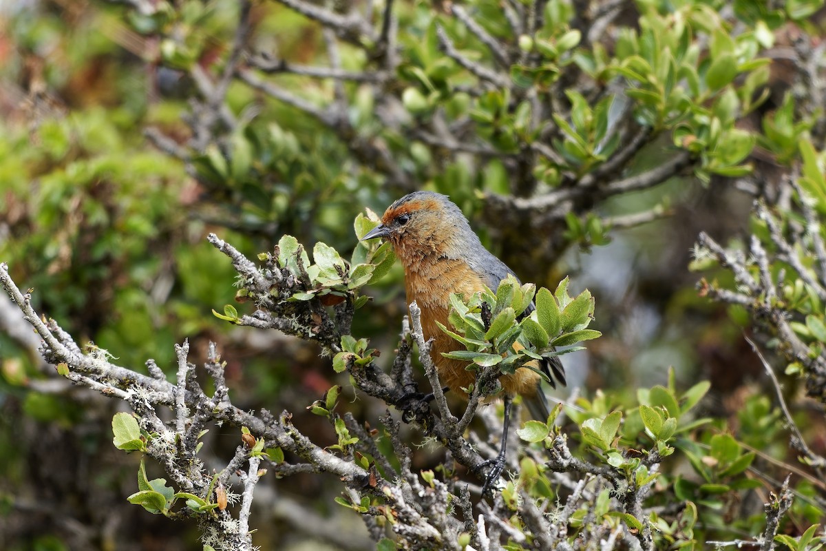 アカマユマルハシミツドリ - ML646838390