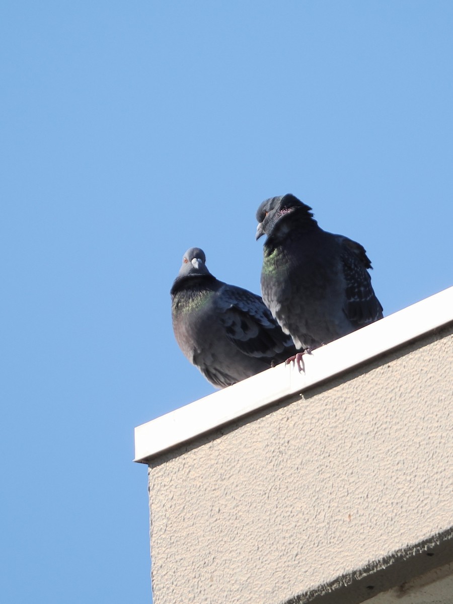 Голуб сизий (міський) - ML646838393