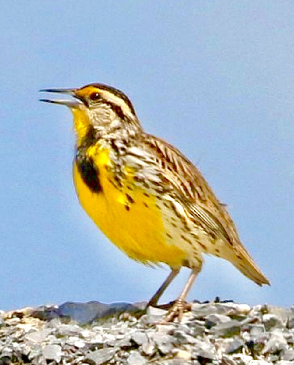 Eastern Meadowlark (Eastern) - ML646838395