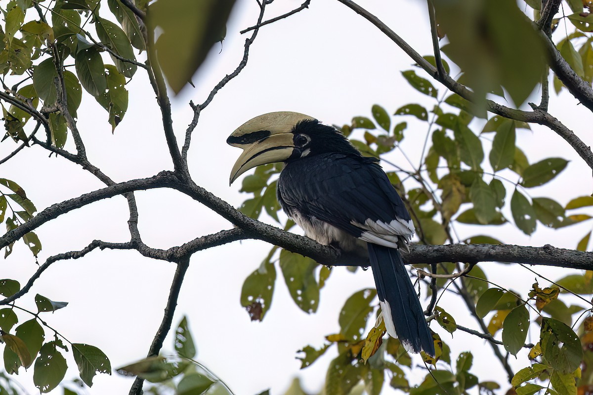 Oriental Pied-Hornbill - ML646838404