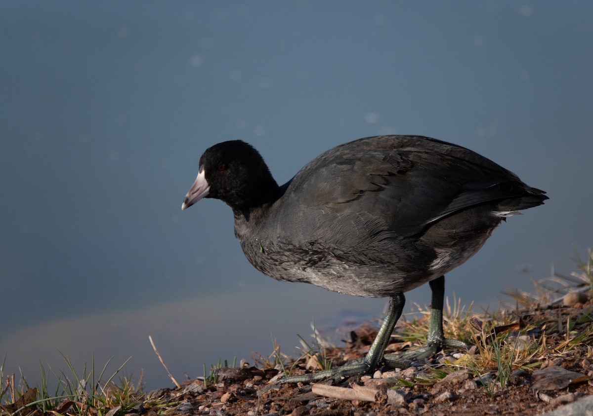 American Coot - ML646838417
