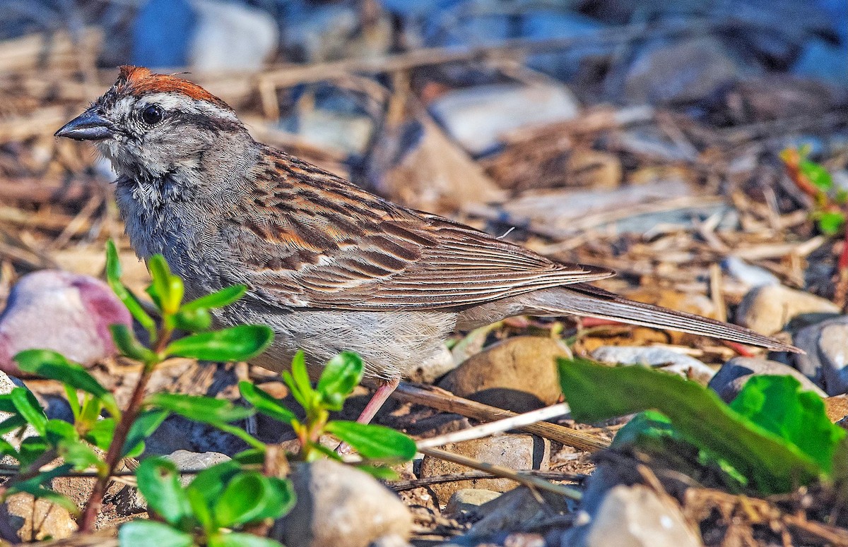 Chipping Sparrow - ML646838419