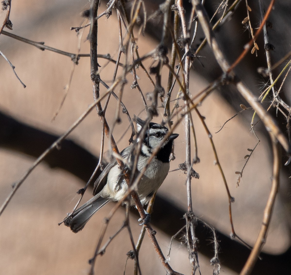 Bridled Titmouse - ML646838425
