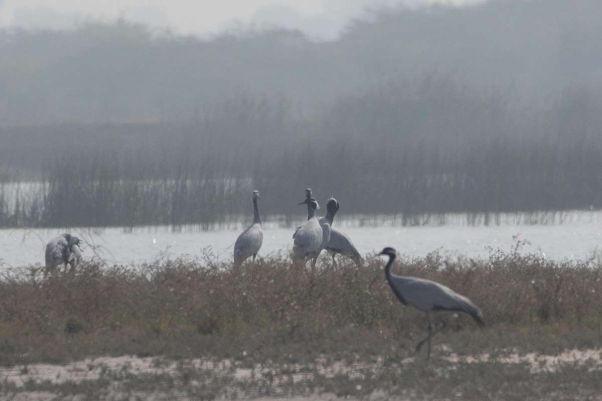 jeřáb panenský - ML646838426