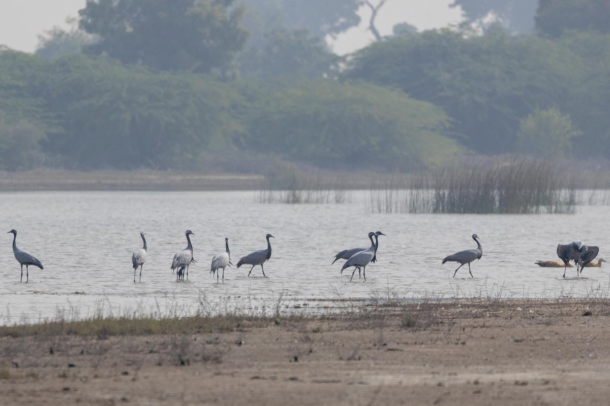 jeřáb panenský - ML646838427