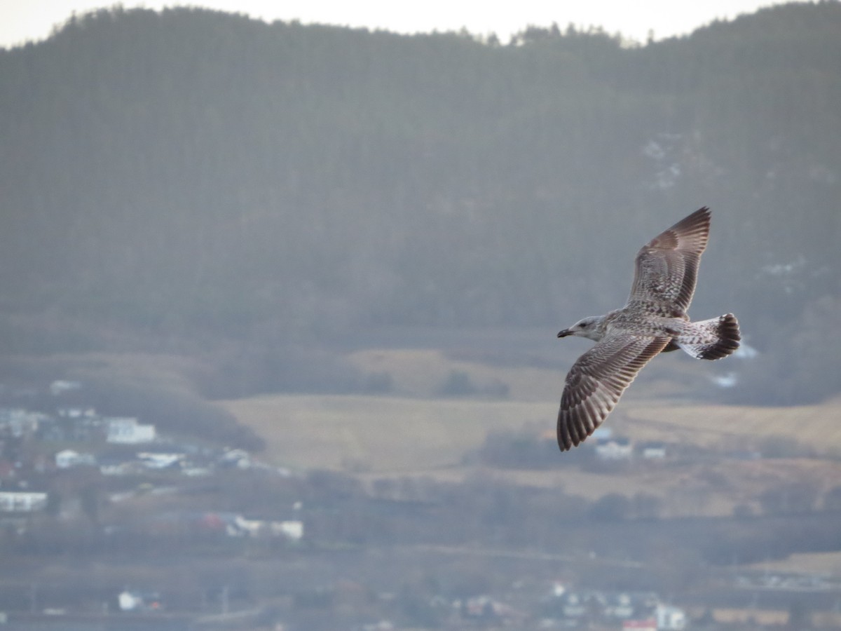 Silbermöwe - ML646838428