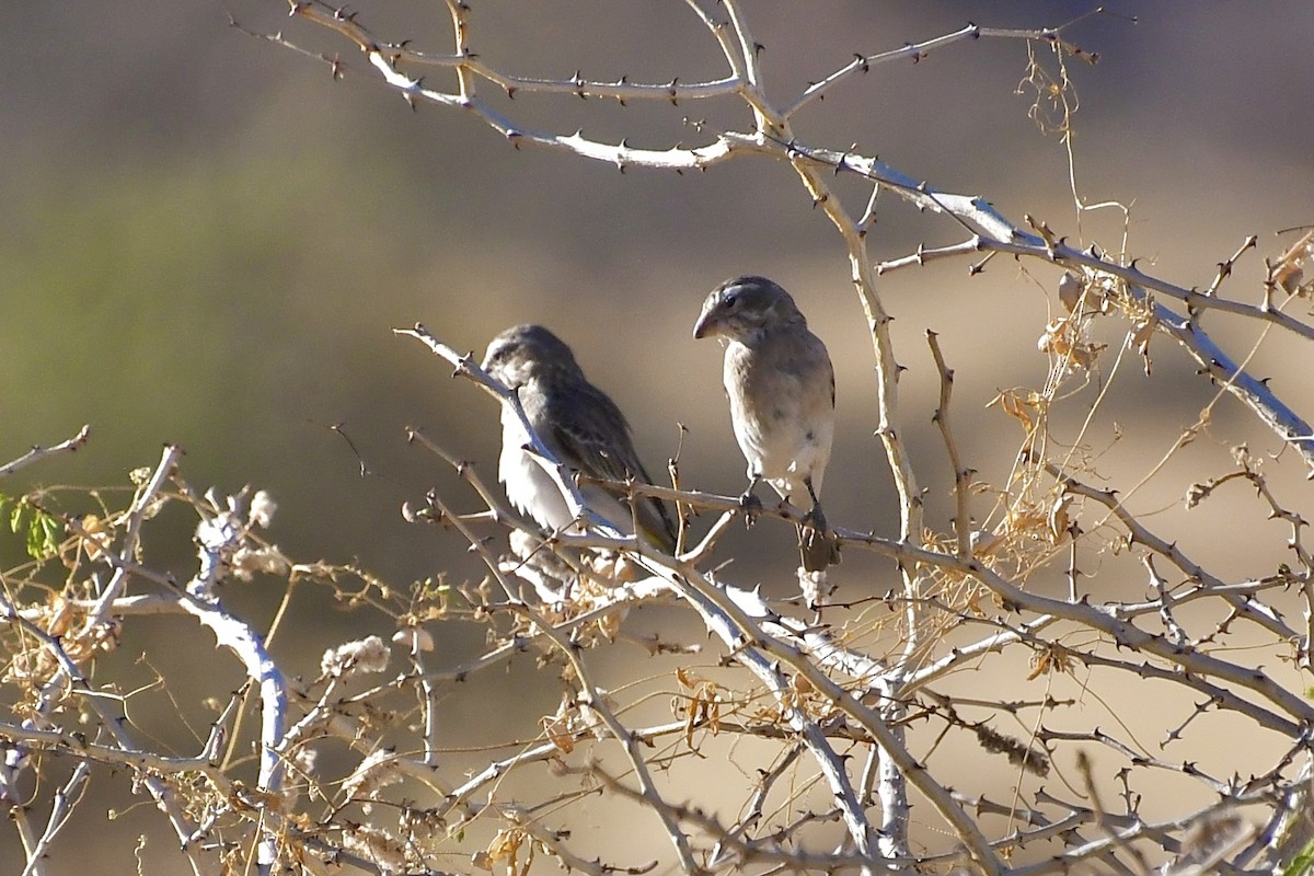 White-throated Canary - ML646838429