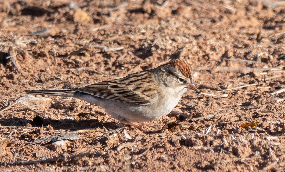 Chipping Sparrow - ML646838432
