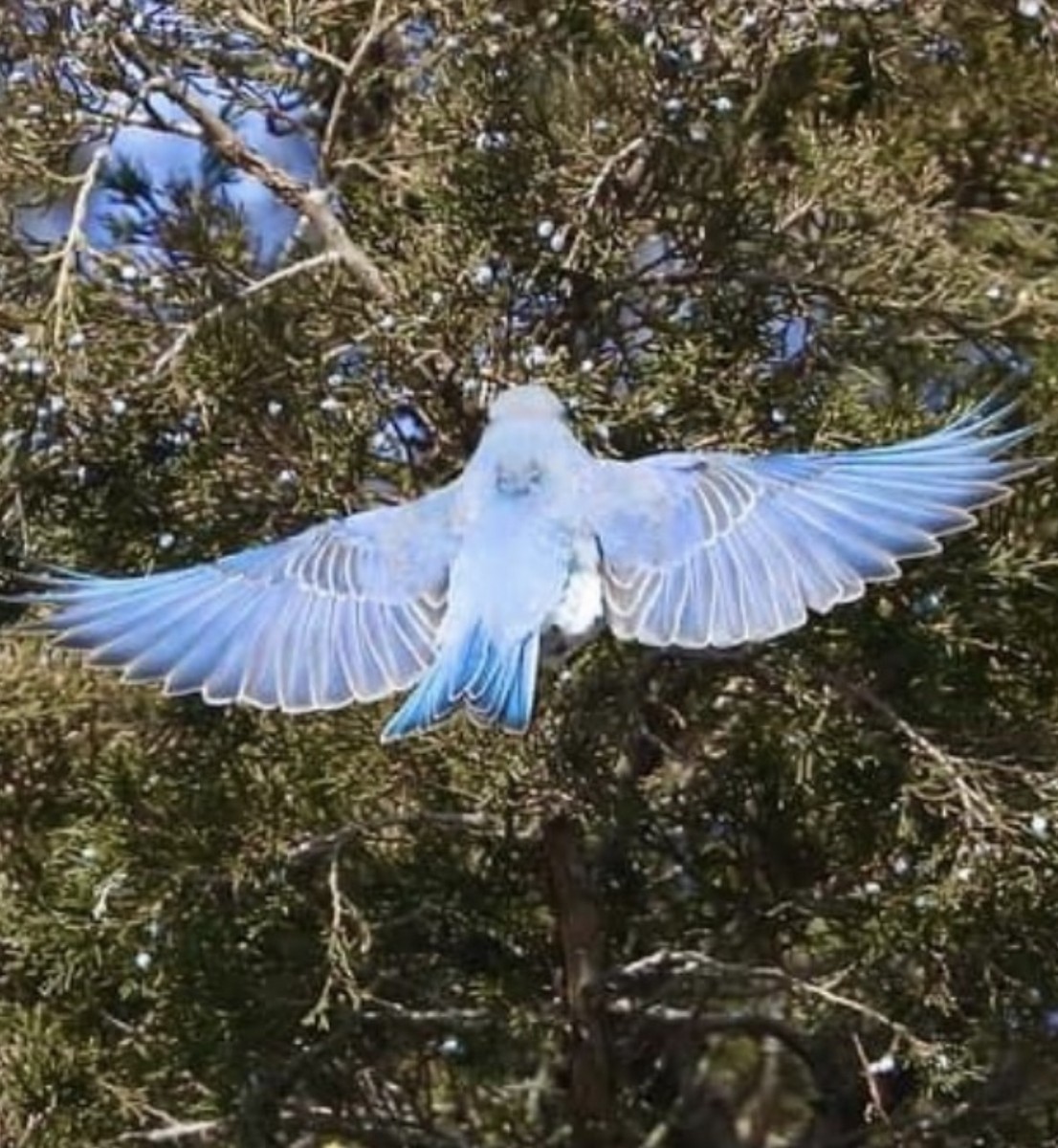 Блакитник середній - ML646838437