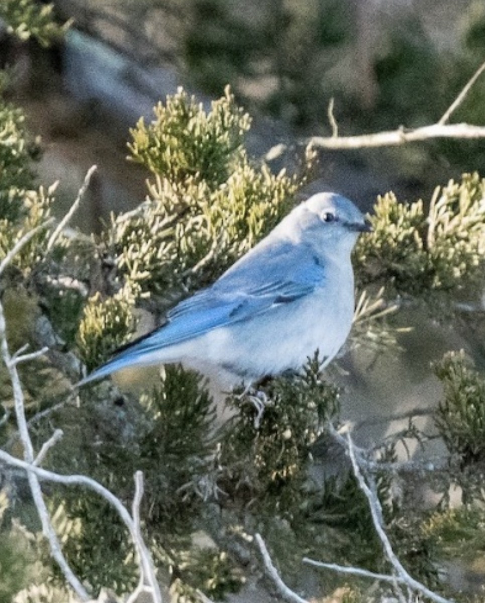 Блакитник середній - ML646838439