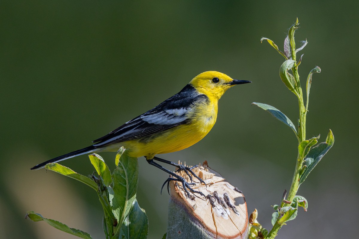 黃頭鶺鴒 - ML646838441