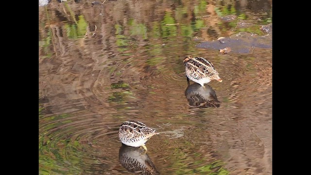 Common Snipe - ML646838442