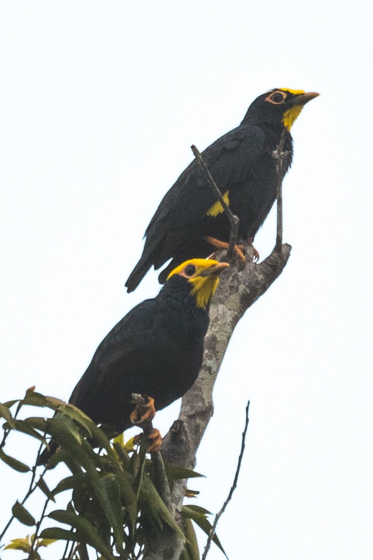 Golden-crested Myna - ML646838445