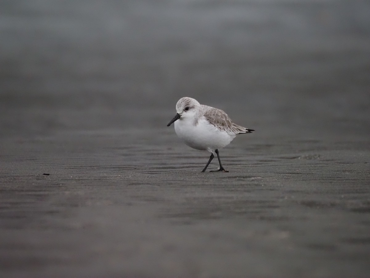 Sanderling - ML646838460