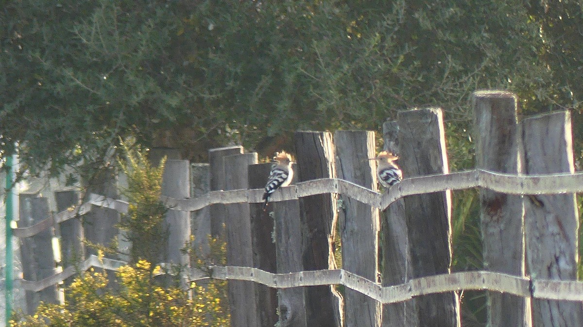 ヤツガシラ - ML646838461