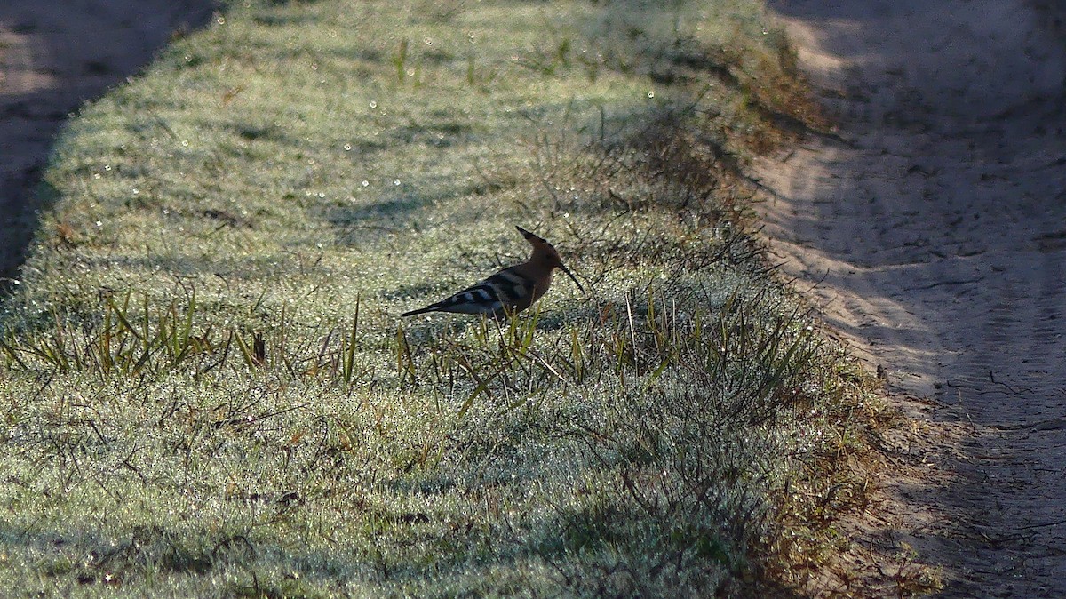 ヤツガシラ - ML646838462