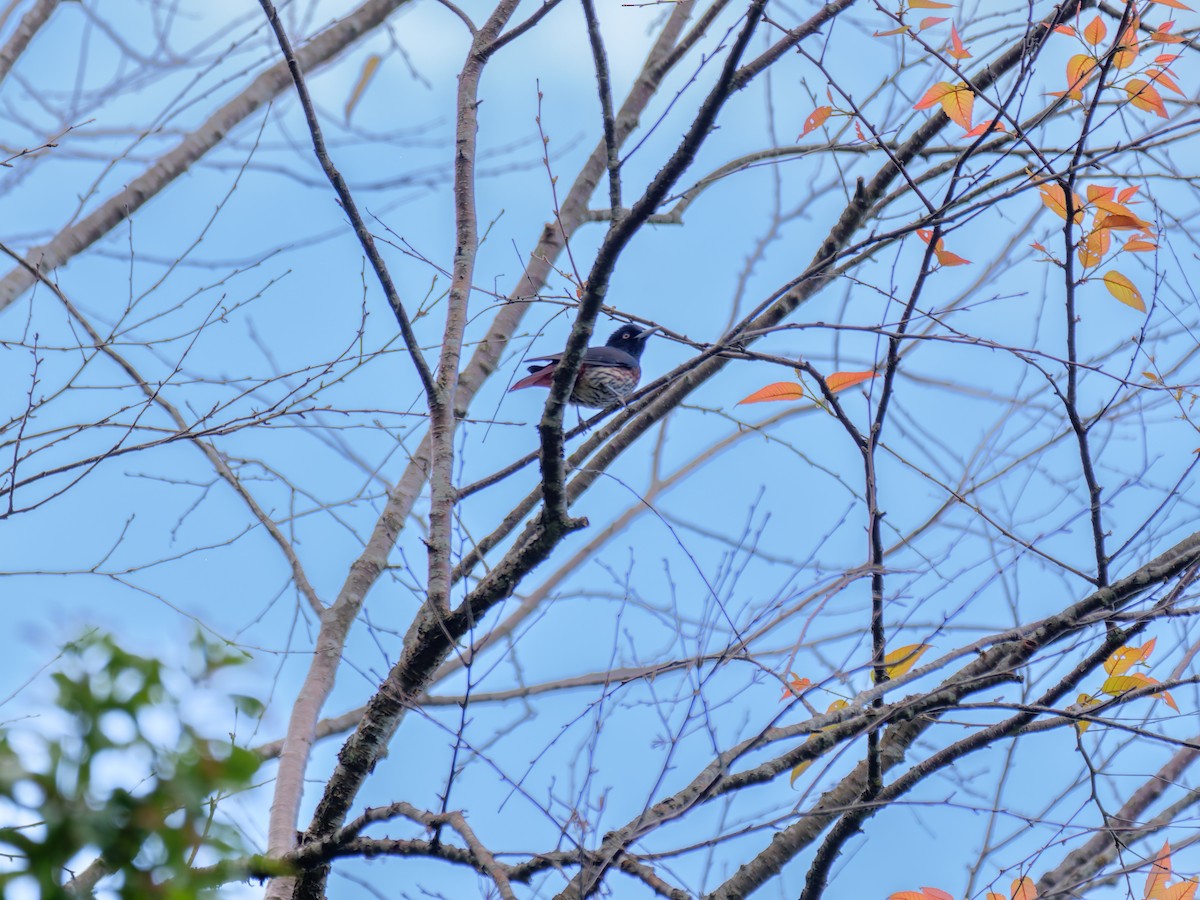 Maroon Oriole - ML646838464