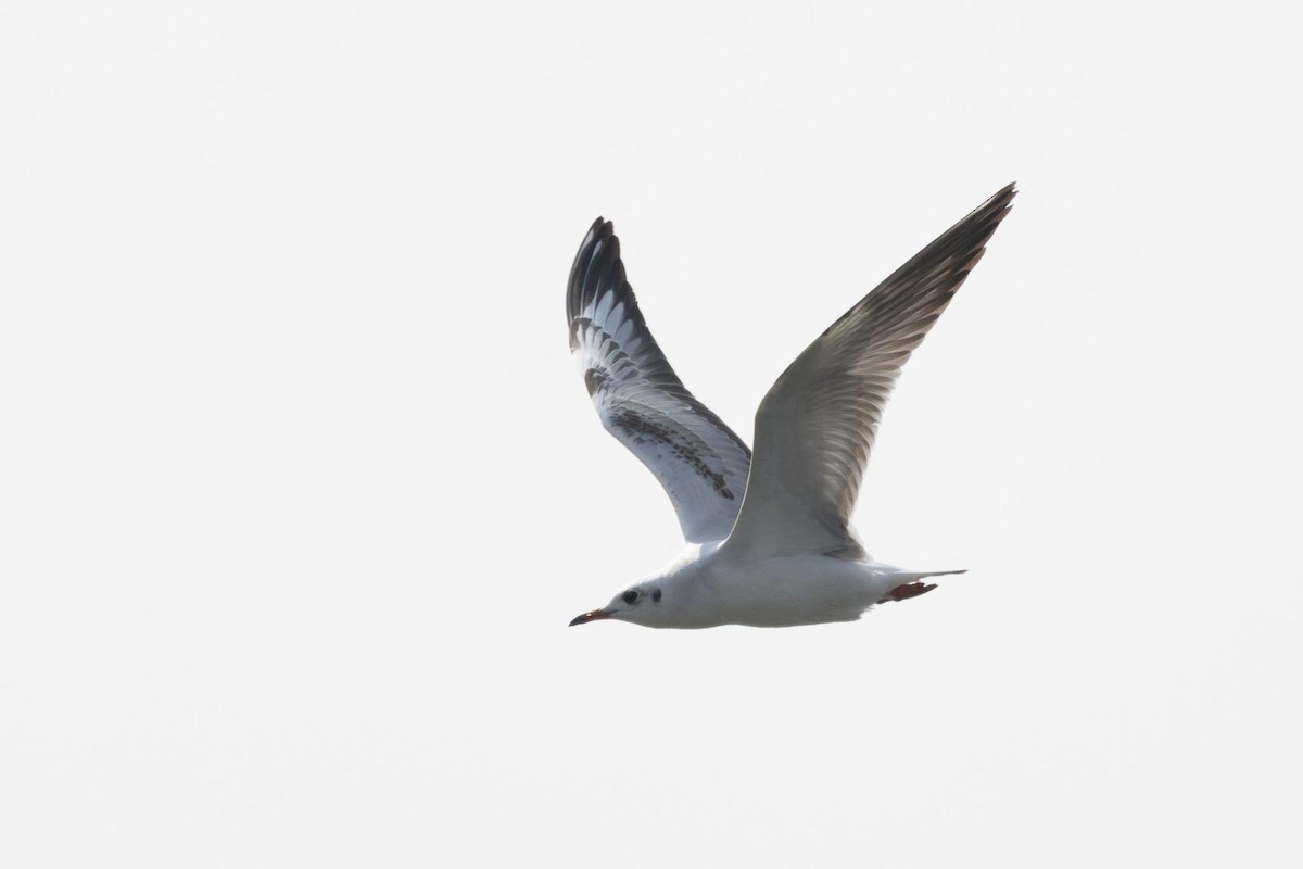 Gaviota Centroasiática - ML646838467