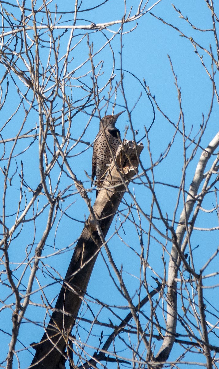 Northern Flicker - ML646838468