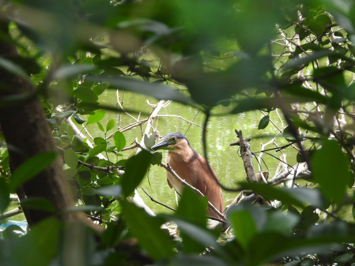 Bihoreau cannelle - ML646838470