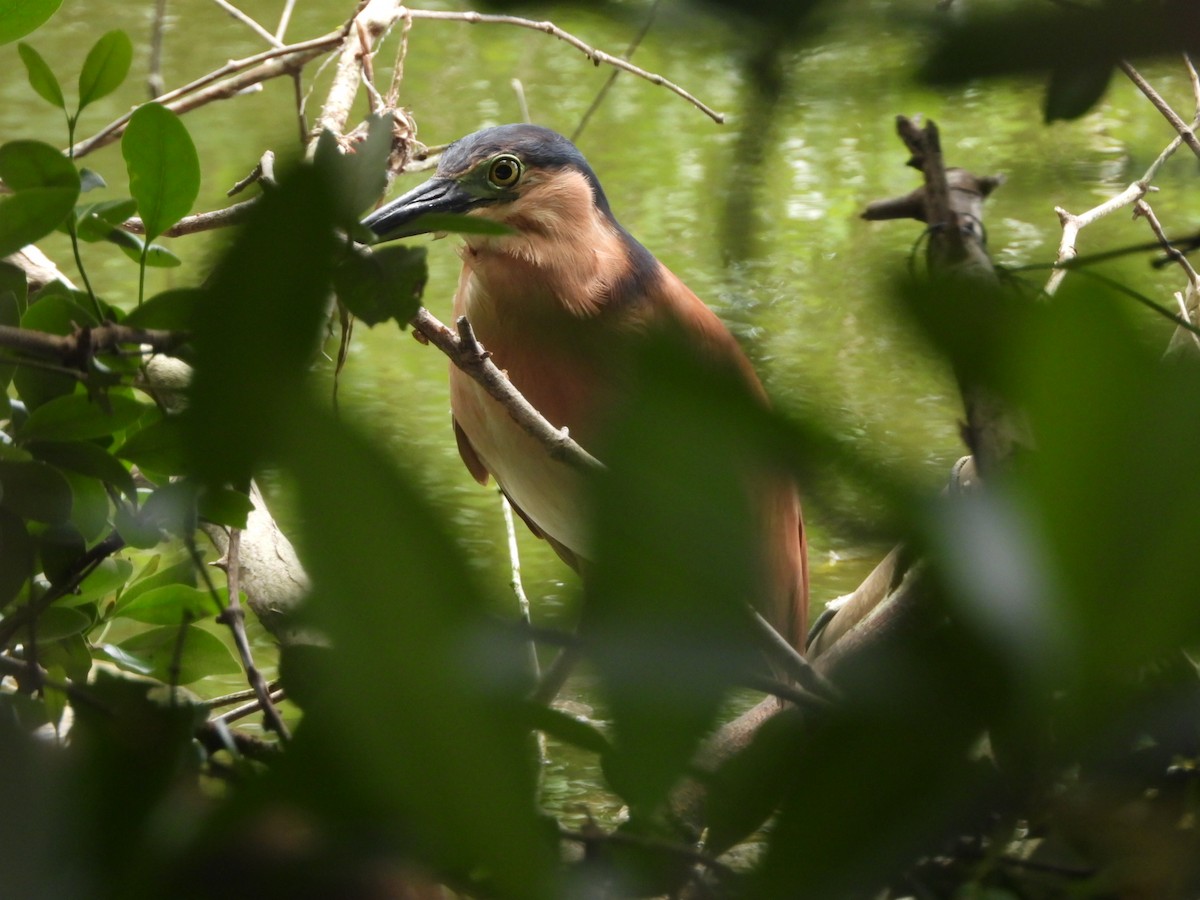 Bihoreau cannelle - ML646838471