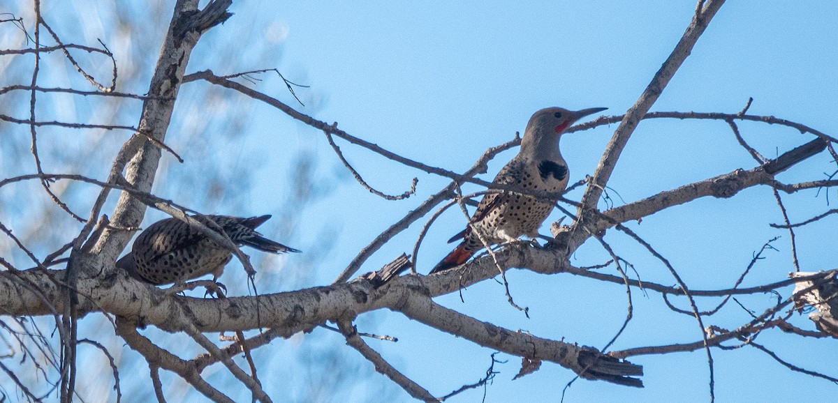 Northern Flicker - ML646838472