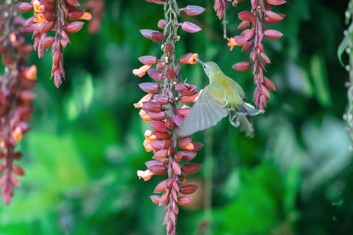 Little Spiderhunter - ML646838473
