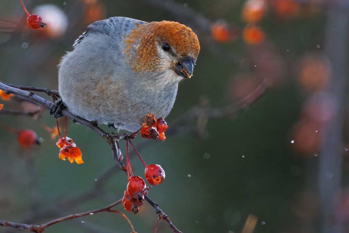 Pine Grosbeak - ML646838474