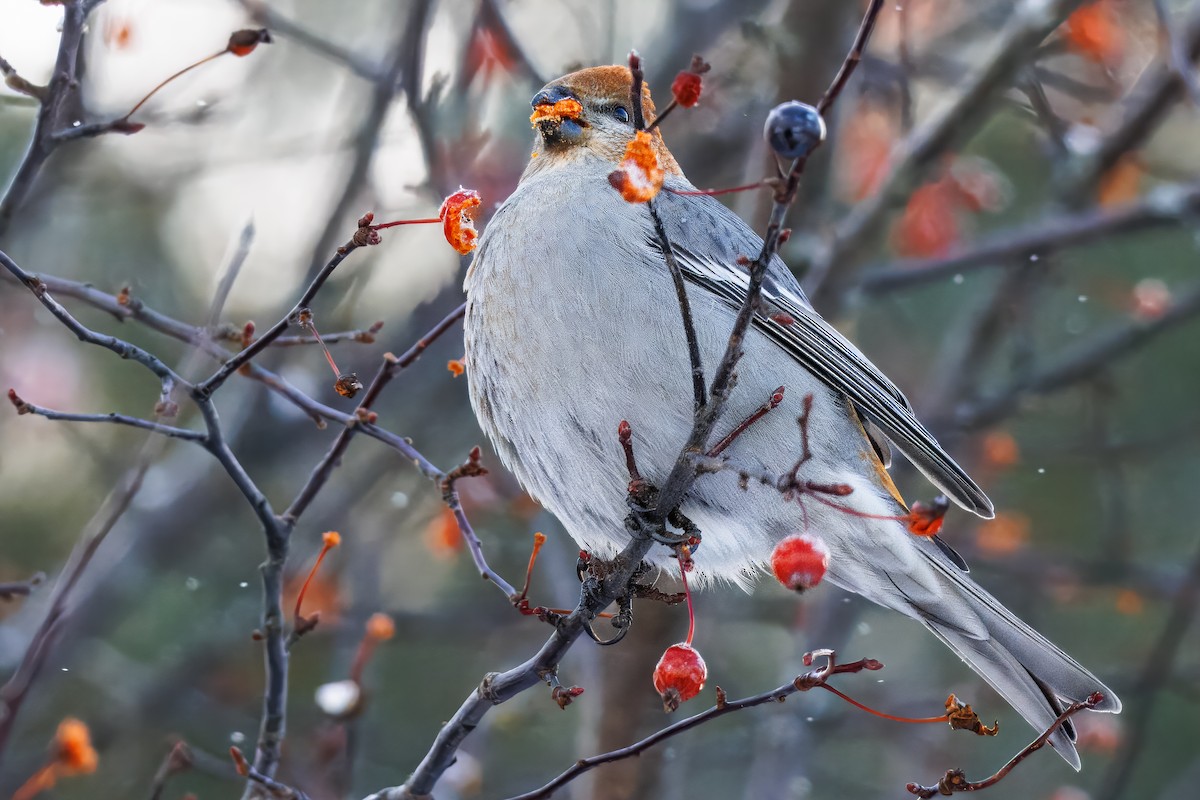 Pine Grosbeak - ML646838475