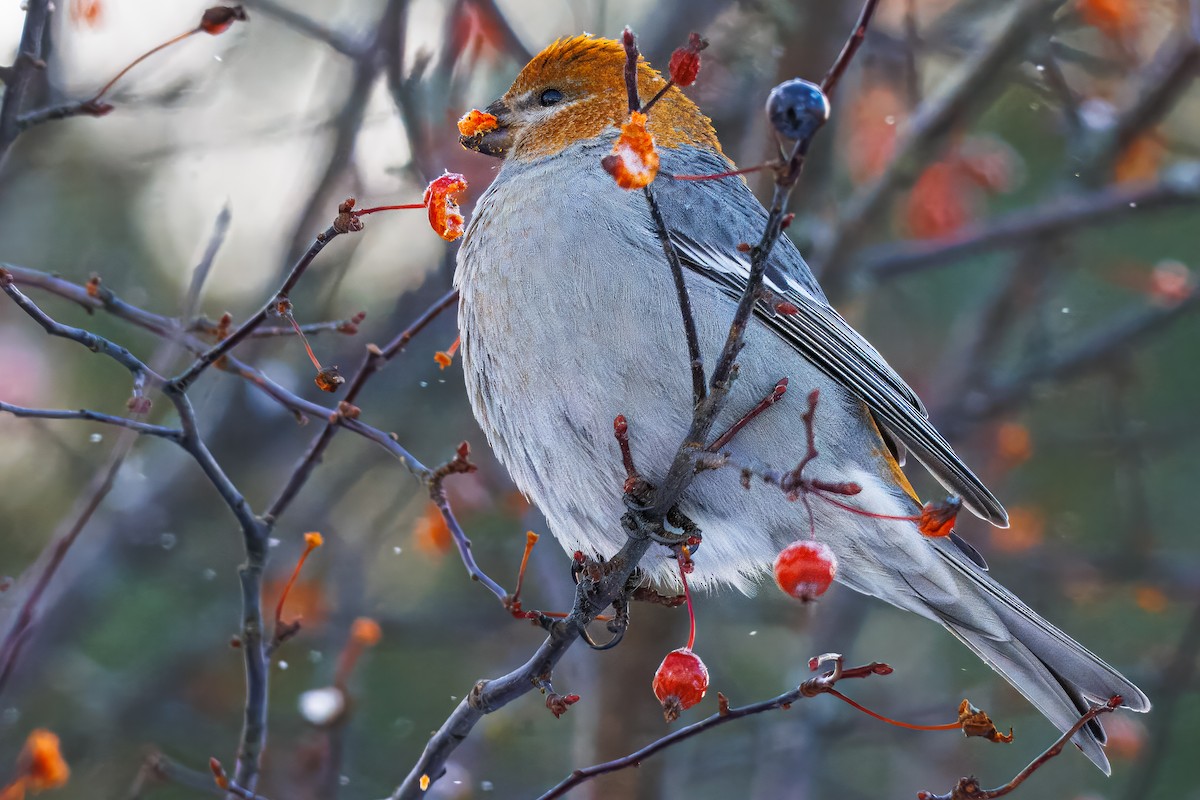 Pine Grosbeak - ML646838476