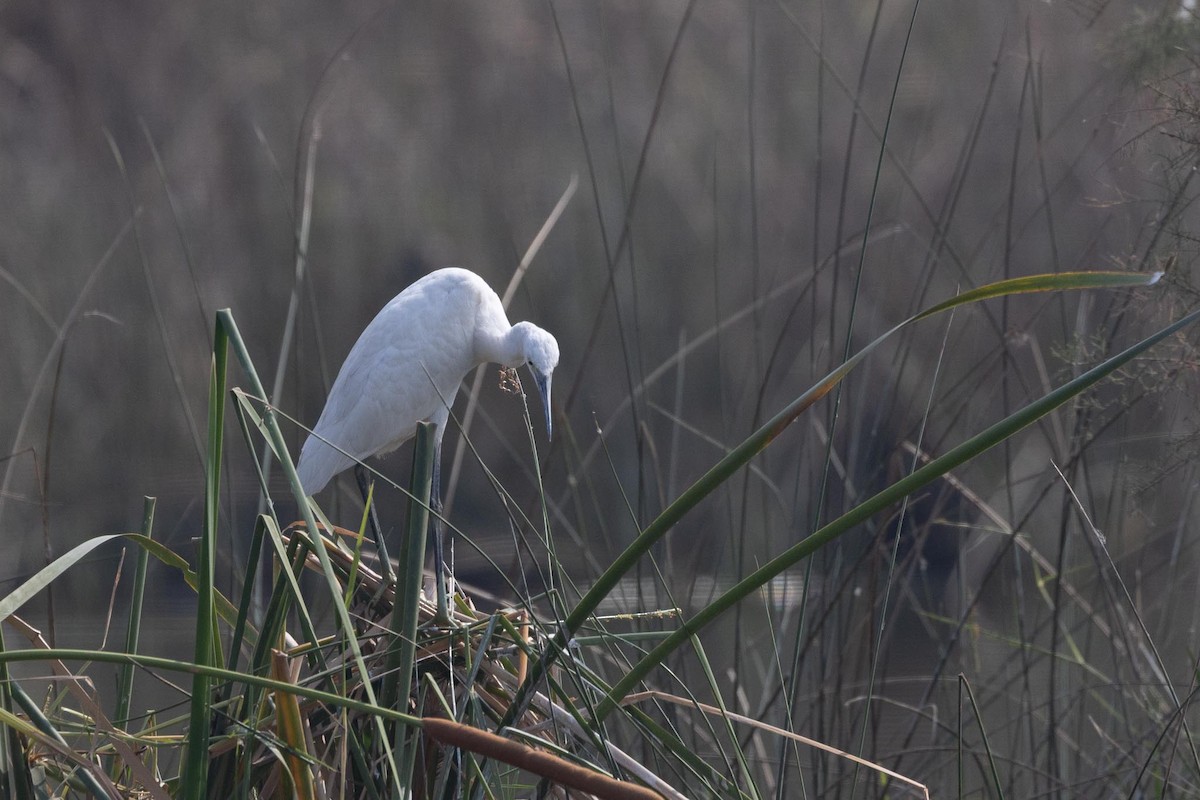 Little Egret - ML646838477