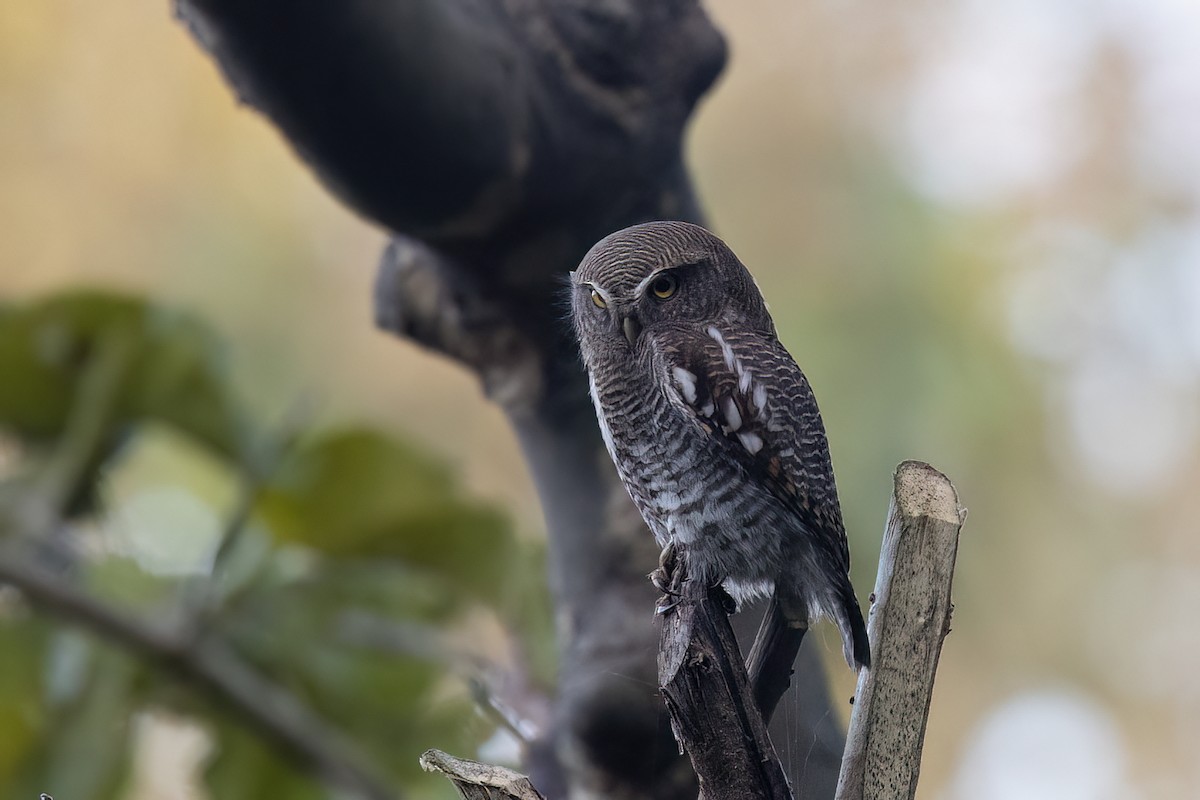 Jungle Owlet - ML646838478