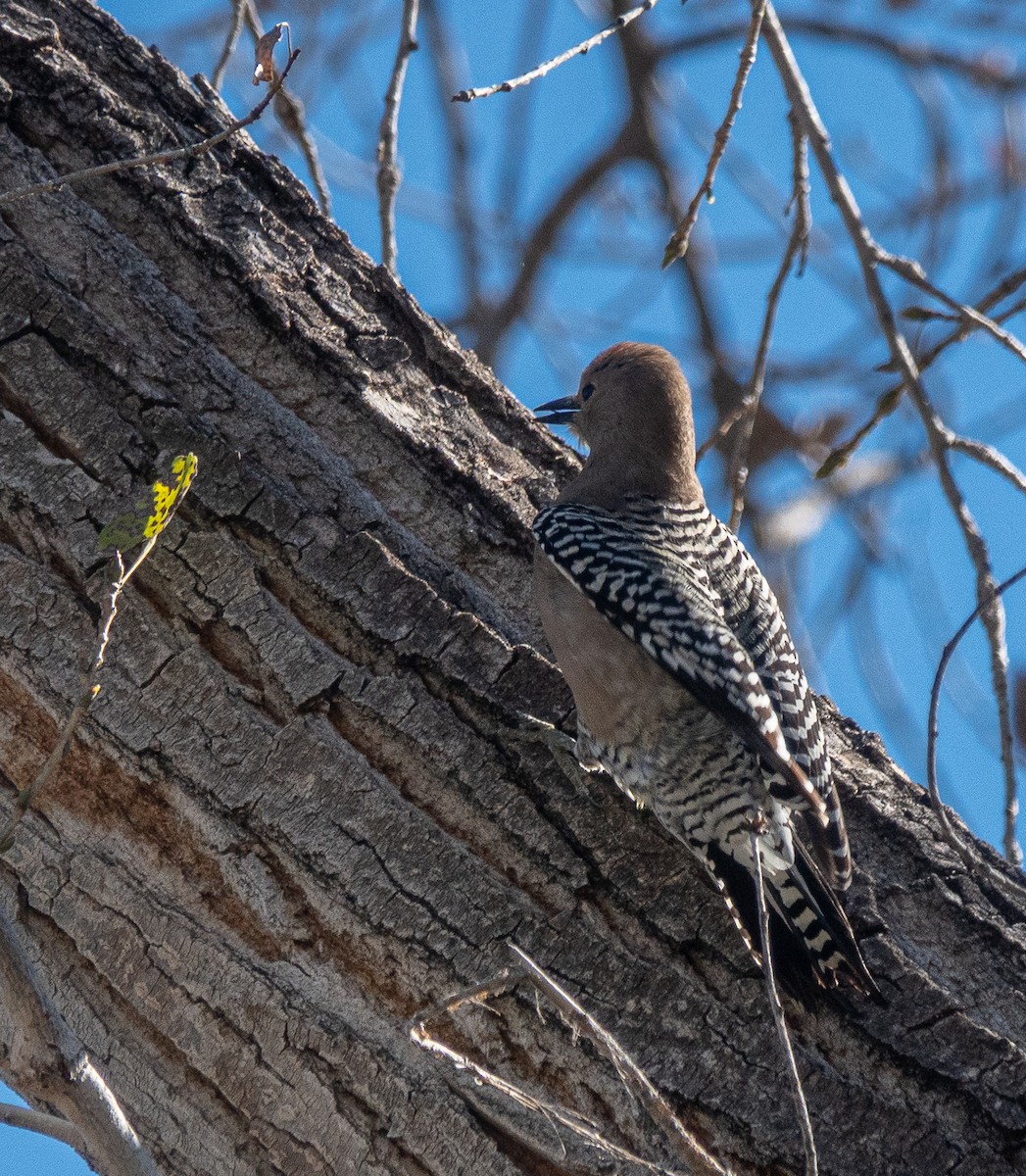Gila Woodpecker - ML646838481