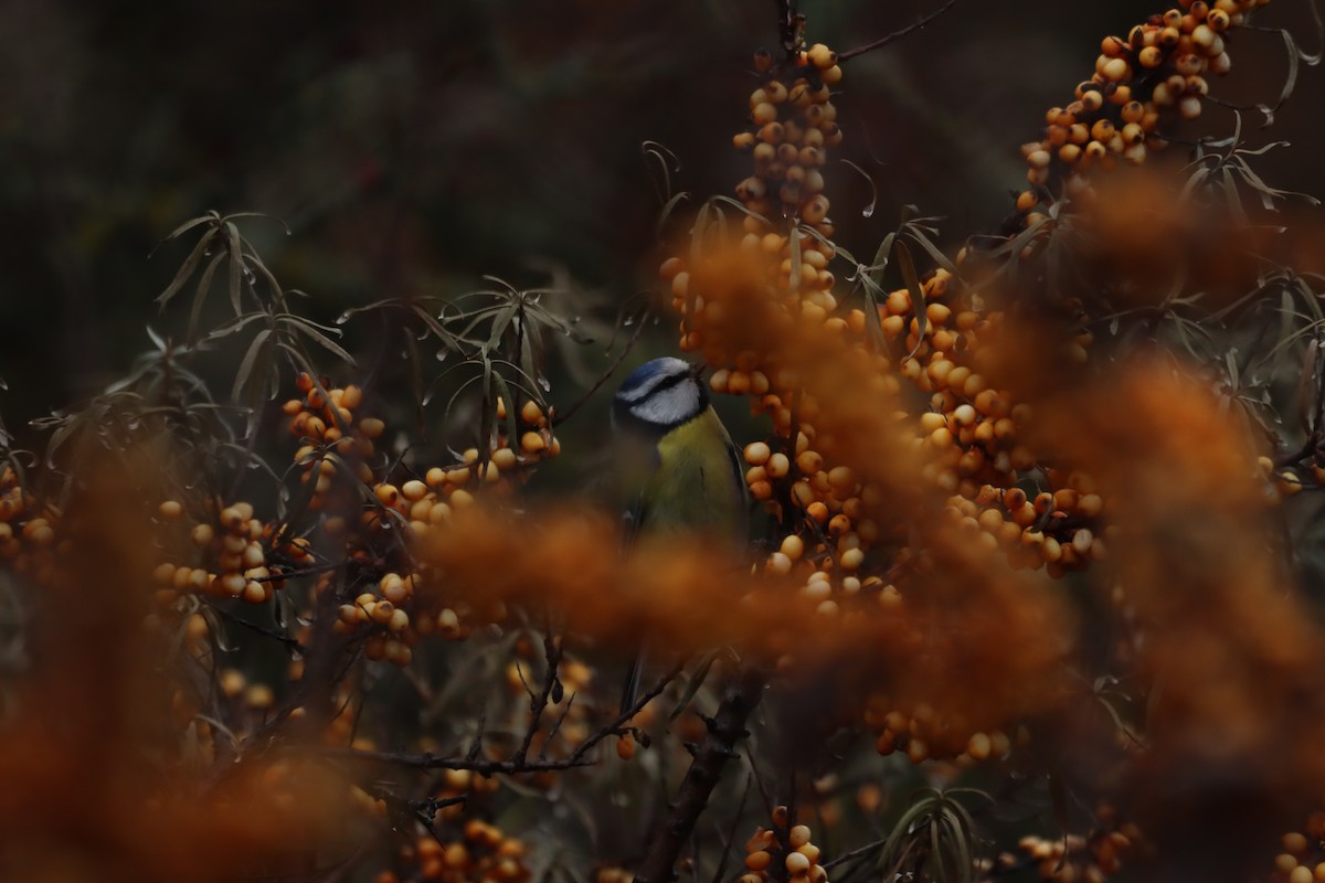 Өрнийн хөх бух - ML646838484