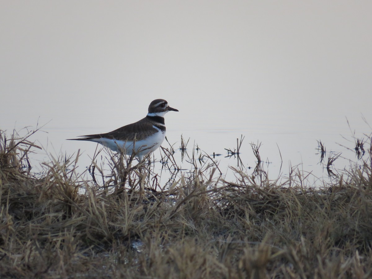 Pluvier kildir - ML646838485