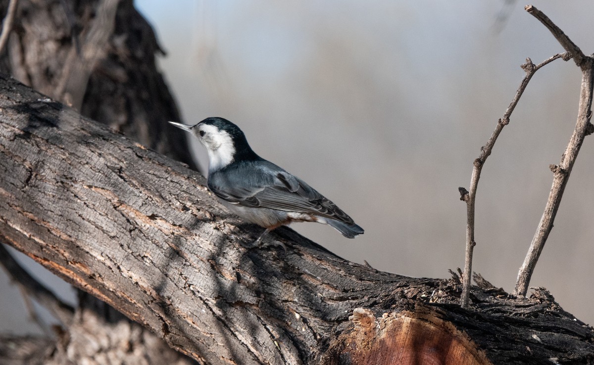White-breasted Nuthatch - ML646838486