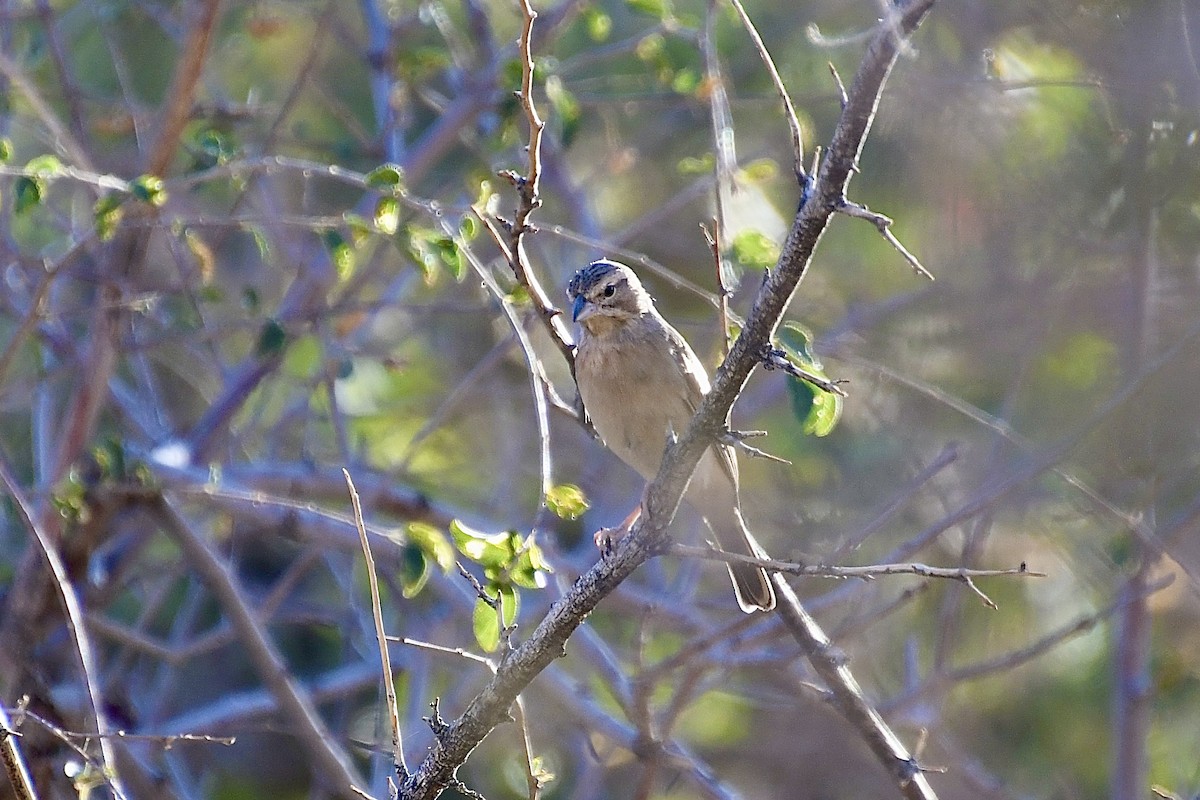 Бледная овсянка - ML646838489