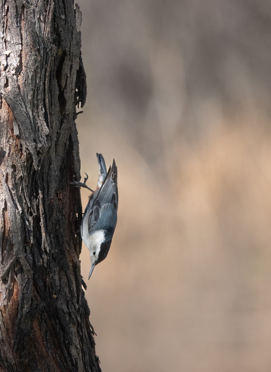 White-breasted Nuthatch - ML646838490