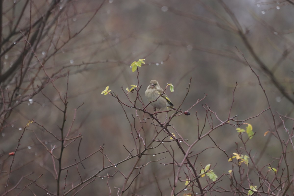 Эгэл ногоолдой - ML646838494