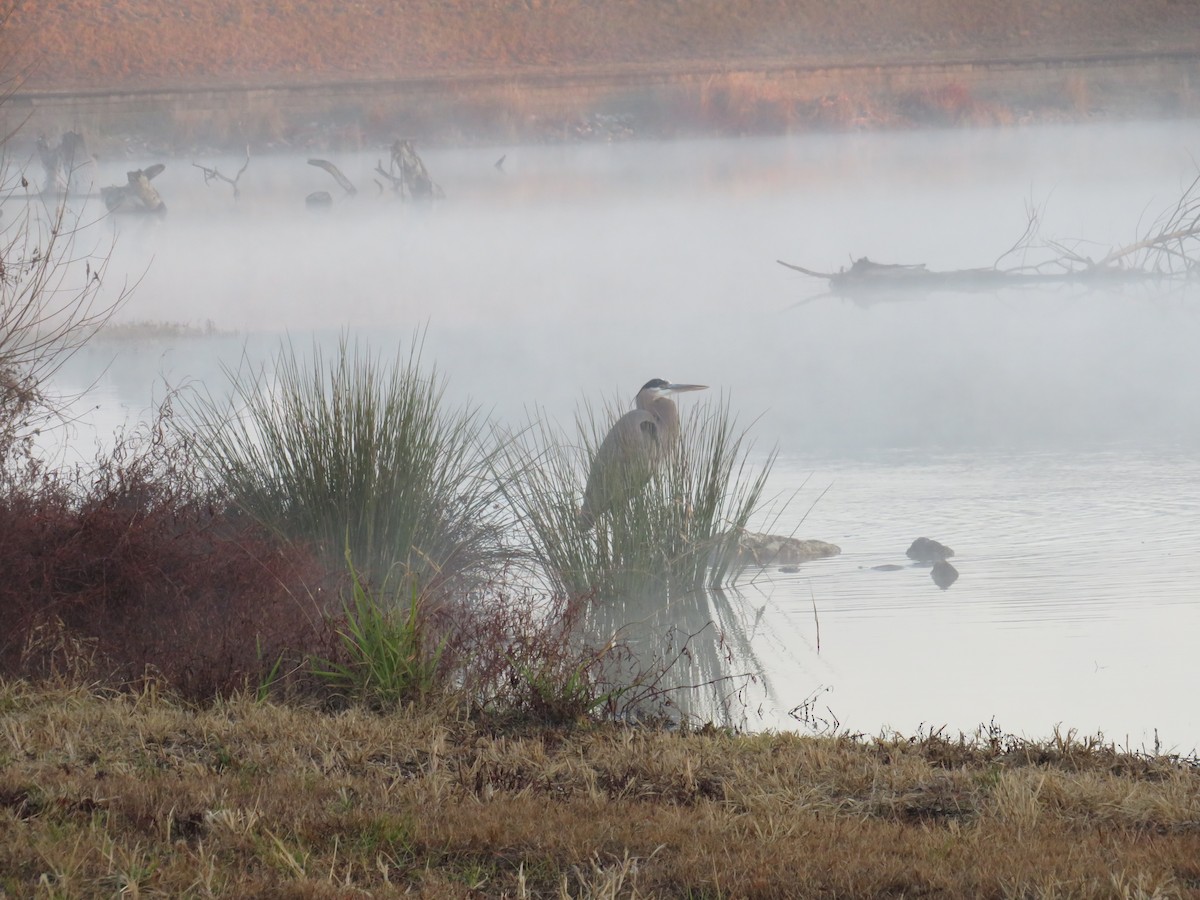 Grand Héron - ML646838496