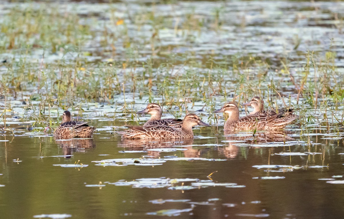 白眉鴨 - ML646838497