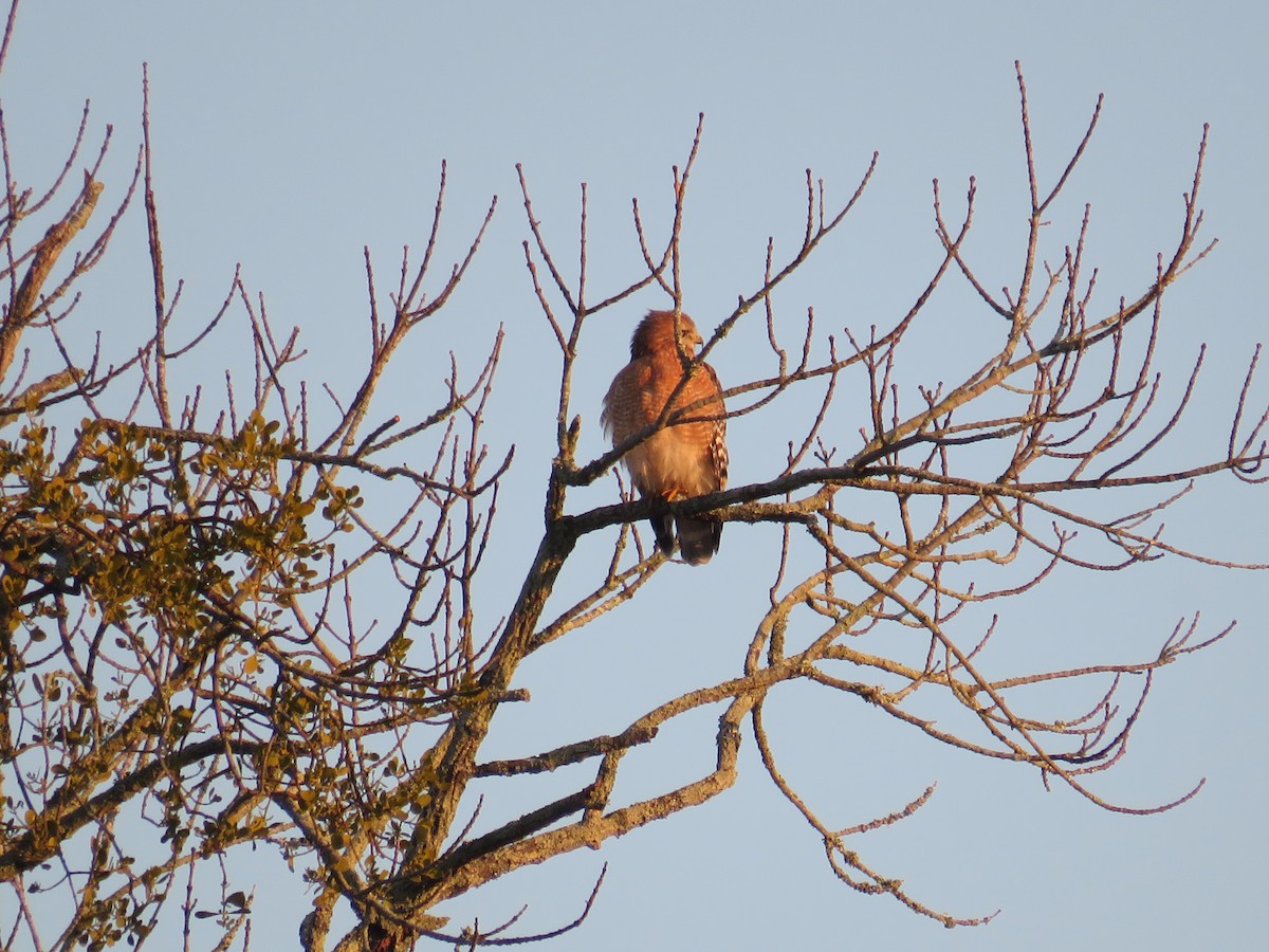Buse à épaulettes - ML646838498