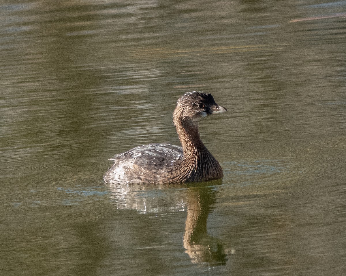 Pied-billed Grebe - ML646838499