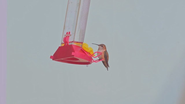 Rufous Hummingbird - ML646838500